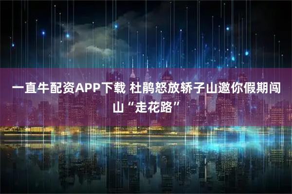 一直牛配资APP下载 杜鹃怒放轿子山邀你假期闯山“走花路”